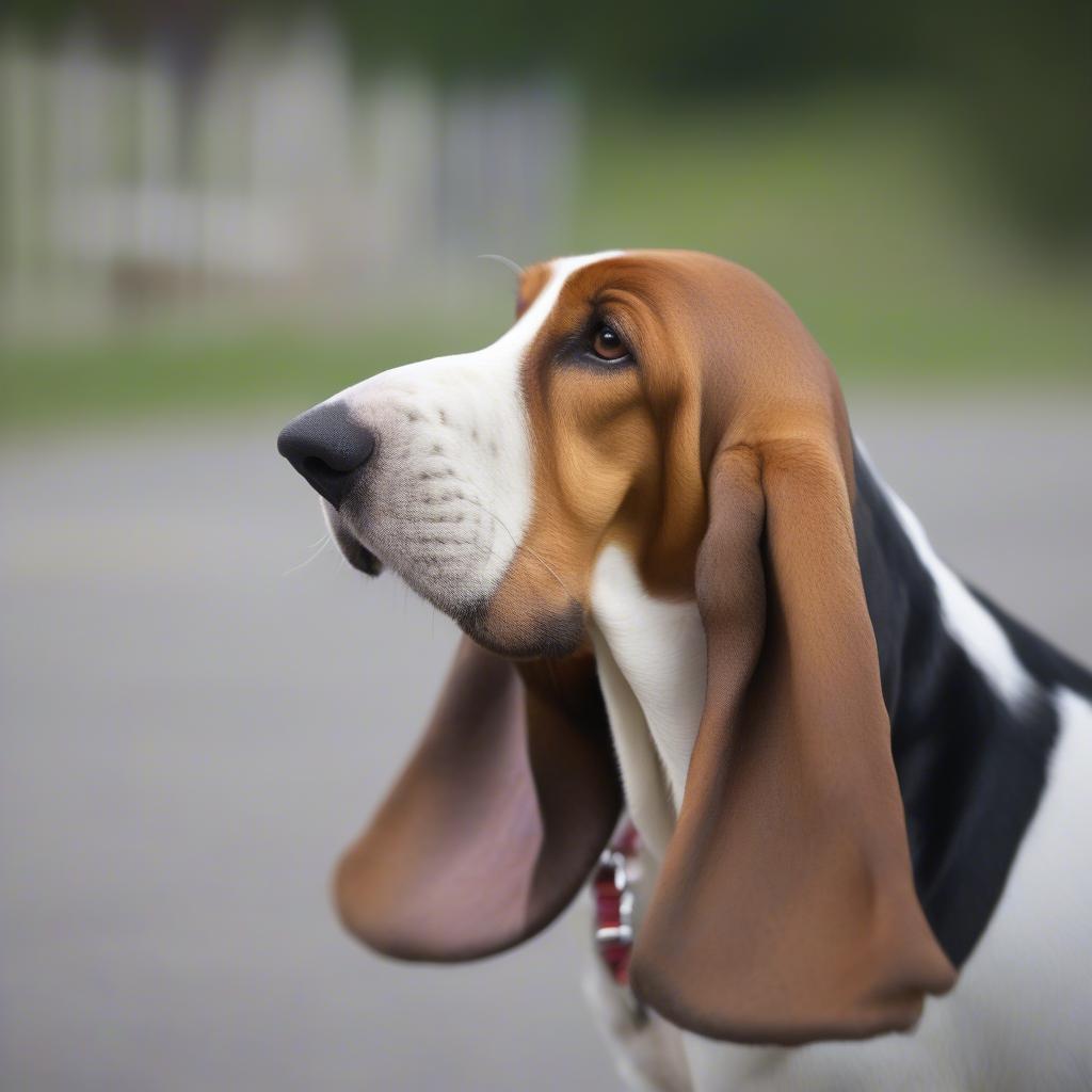 Chó Tai Dài Basset Hound